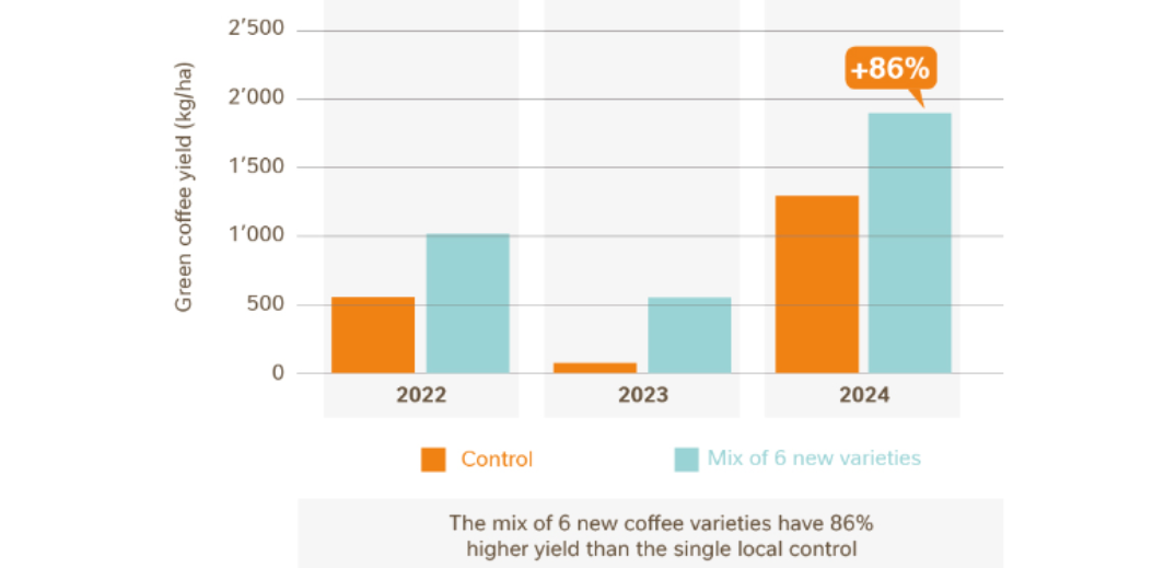 Bar chart comparing green coffee yield (kg/ha) from control and mix of 6 new varieties in 2022, 2023, and 2024, showing 86%