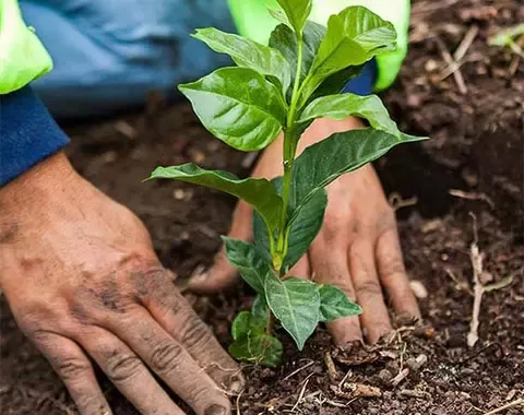 Planting young tree