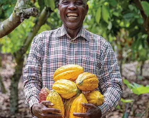 Harvesting cocoa pods