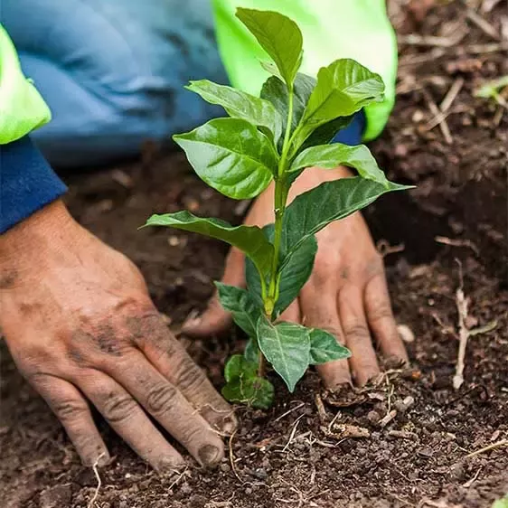 Planting young tree