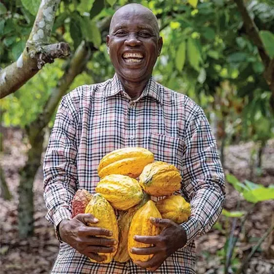 Harvesting cocoa pods