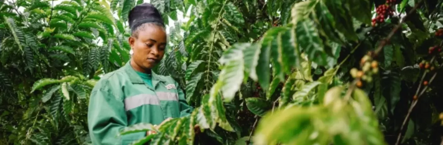 Person in green jacket harvesting or inspecting coffee plants with green leaves and red coffee cherries.