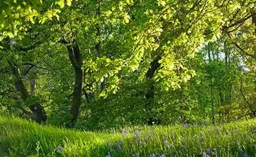 Wooded grasslands with wildflowers