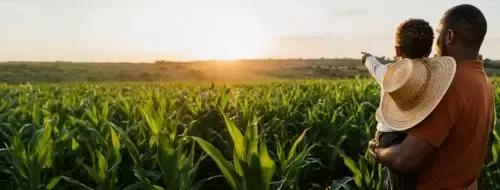 A man holding a child pointing towards the sunset over a green cornfield.