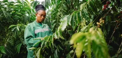 Person in green jacket harvesting or inspecting coffee plants with green leaves and red coffee cherries.