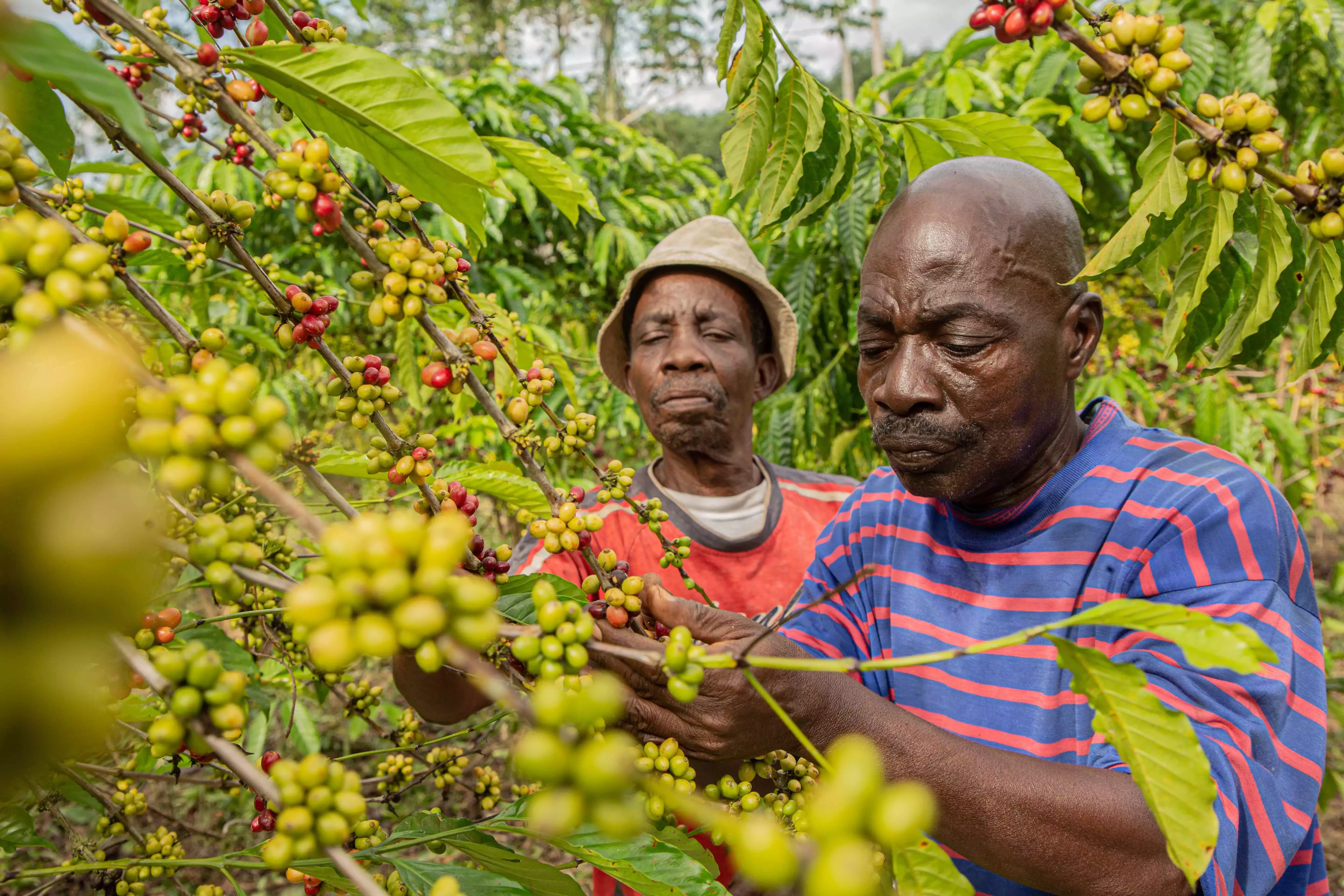 NESCAFÉ Plan 2030
