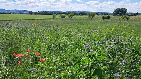 Field with red flowers