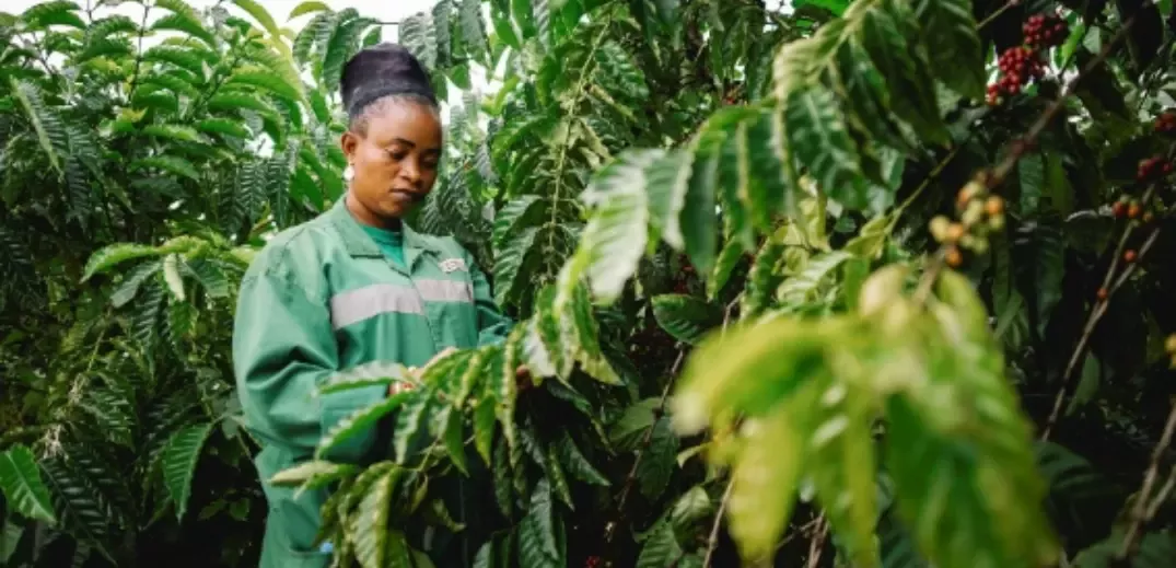 Person in green jacket harvesting or inspecting coffee plants with green leaves and red coffee cherries.