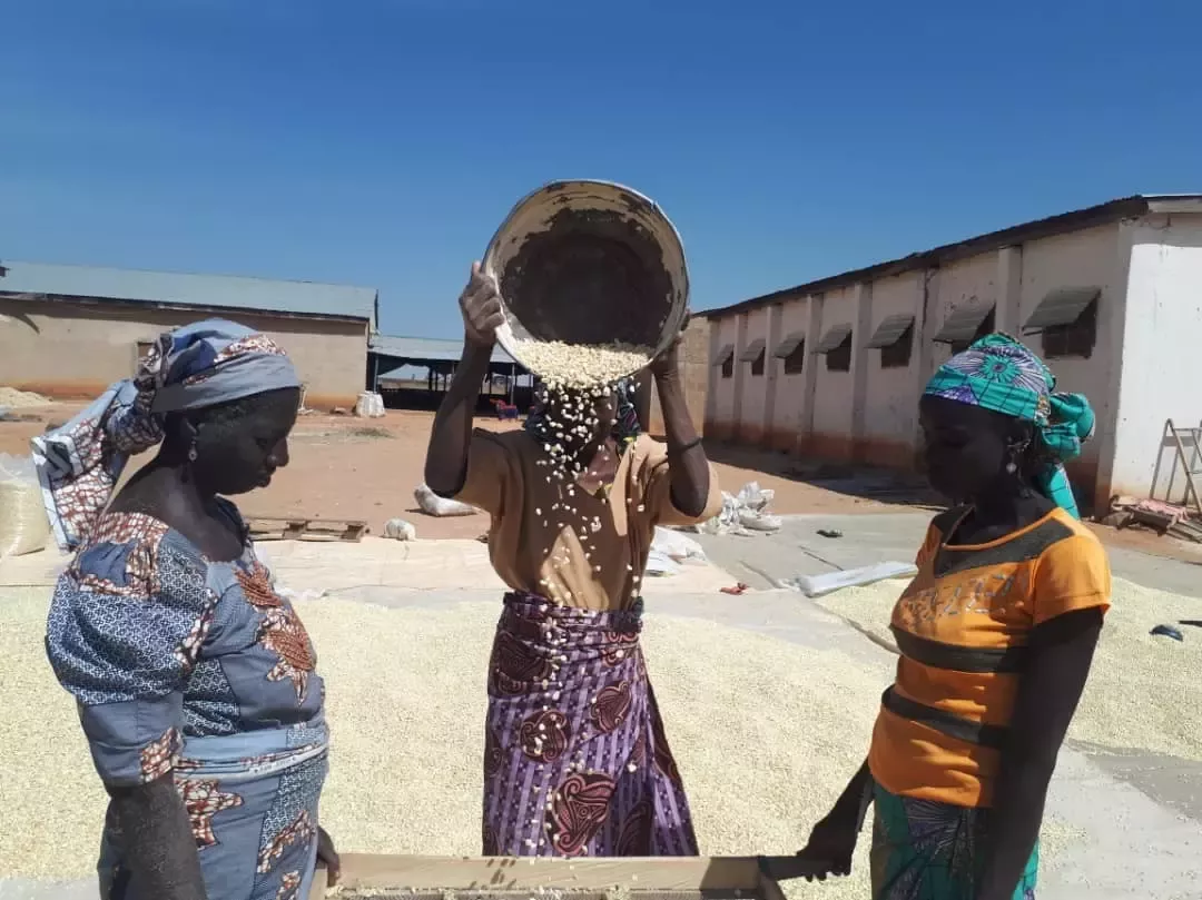 Women sorting grains