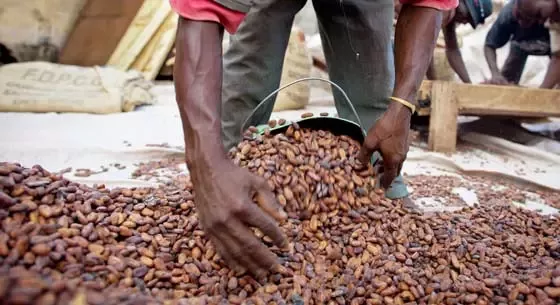 Nestlé becomes first food company to partner with the Fair Labor Association